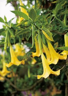 yellow flowers hanging from the branches of a tree