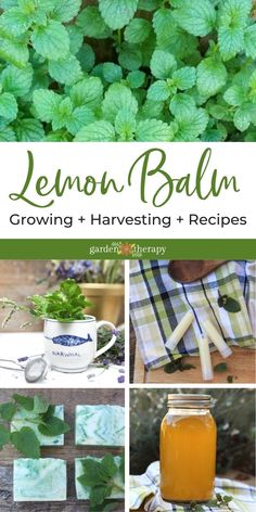 lemon balm growing and harvesting recipes