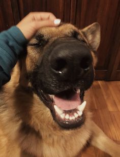 a person petting a dog on the head with its mouth open and it's tongue hanging out