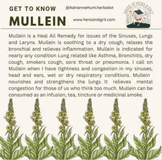 an advertisement for mullein is shown in the middle of a page with green plants