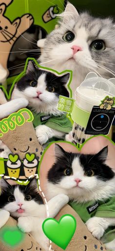 two black and white cats with green tags on their collars looking at the camera