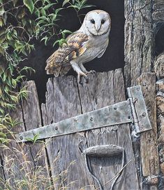 an owl sitting on top of a wooden post