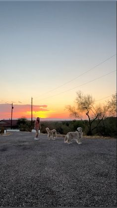 three dogs are standing in the middle of an empty parking lot as the sun sets