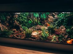 an aquarium filled with lots of plants and rocks