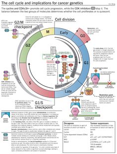 Cell Cycle Regulation, Cell Cycle Checkpoints, Genetics Infographic, Cell Cycle Diagram, Cell Cycle And Cell Division, Cell And Molecular Biology, The Cell Cycle, Genetic Counseling