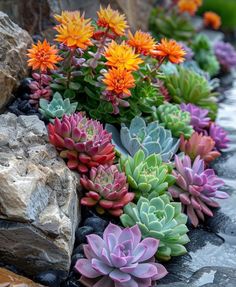 colorful succulents are growing on the rocks