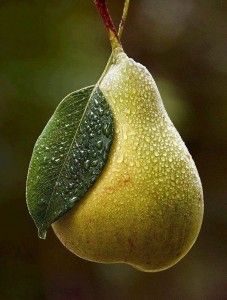 a pear hanging from a branch with water droplets on it