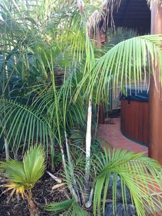 palm trees and other tropical plants in front of a house