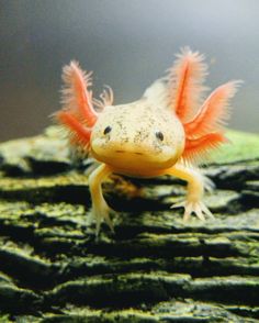 an orange and white gecko is sitting on top of a rock with its tail extended