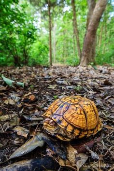 a tortoise shell is on the ground among leaves and trees in the woods