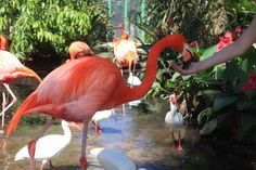 several flamingos are standing in the water with their beaks open and feet up