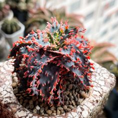 a plant with red and green leaves in a pot on a stone surface next to other plants