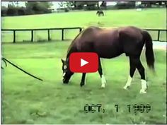 a brown horse grazing on grass next to a fence