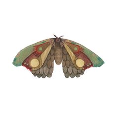 a moth with multicolored wings on it's back