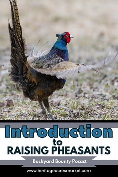 a pheasant with the words, an overview to raising pheasants