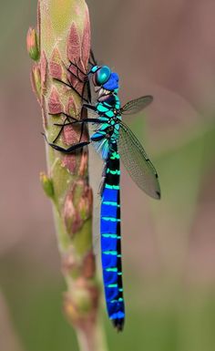 Dragonfly Facts, Big Bugs, Dragonfly Photography, Dragonfly Photos, Insect Photos, Cool Insects, Insect Photography, Butterfly Species, Cool Bugs