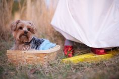 a small dog sitting in a basket next to a woman's legs and dress