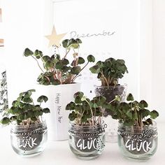 three glass jars with plants in them sitting on a table next to a star sign