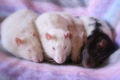 three white and black rats sleeping together on a blanket