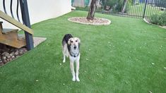 a dog is standing in the grass near a tree and some stairs on a sunny day