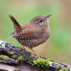 a small brown bird perched on top of a tree branch covered in lichen and moss