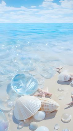 seashells and starfish on the sandy beach