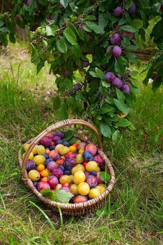 a basket filled with lots of fruit sitting on top of a grass covered field next to a tree