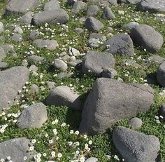 rocks and flowers growing in the grass on a sunny day with no one around them