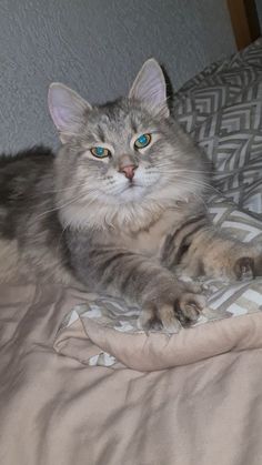 a gray cat laying on top of a bed next to a pillow with blue eyes