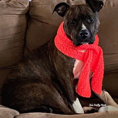 a dog wearing a red scarf sitting on a couch