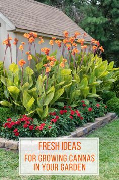 a garden with orange flowers and green plants in the foreground, text overlay reads fresh ideas for growing cannas in your garden