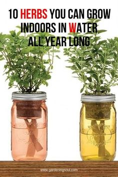 two mason jars with plants in them and the words 10 herbs you can grow indoors in water all year long