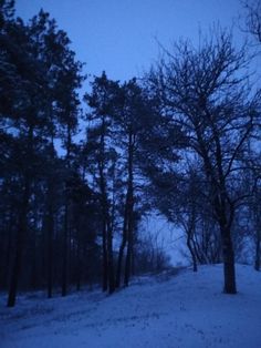 the trees are covered in snow at night