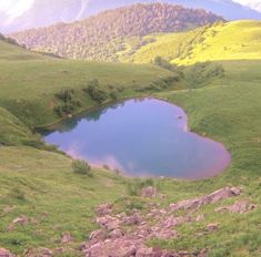 a small pond in the middle of a grassy field