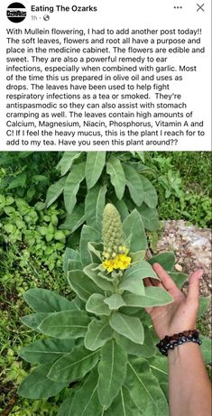 someone is holding up a flower in their hand