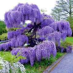 purple flowers are blooming in the park