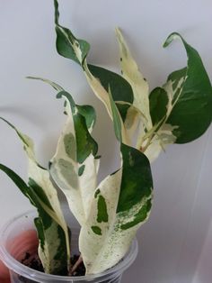 a potted plant with white and green leaves