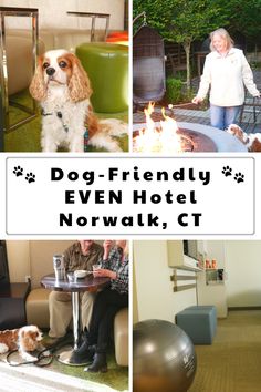 there is a collage of photos with dogs and people in the background, including a dog - friendly even hotel