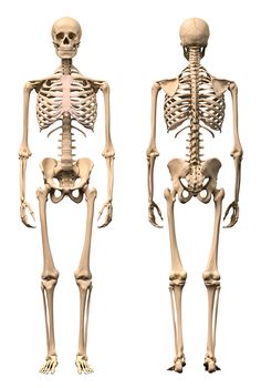 the human skeleton is shown with measurements for each individual's body and shoulder area