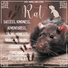 a rat sitting on top of a wooden table next to a handwritten caption