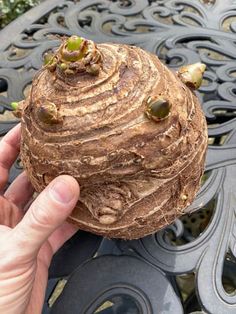 a person holding up a piece of food on top of a metal table with filigrees