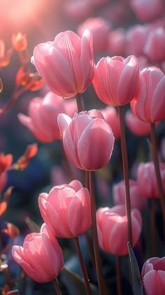 pink tulips are blooming in the sunlight