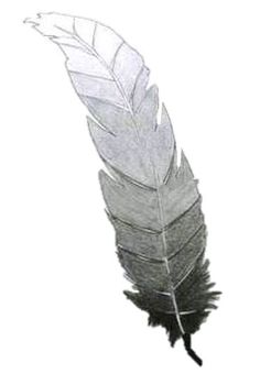 a drawing of a feather on a white background