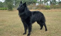 a large black dog standing on top of a grass covered field with trees in the background