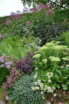 a garden filled with lots of different types of flowers