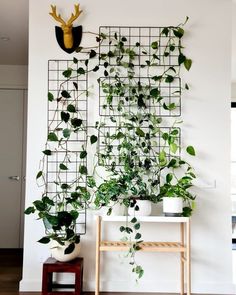 some plants are growing on the wall in front of a shelf with a deer's head mounted to it