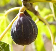 an unripe fig hanging from a tree branch