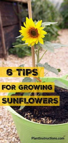 a sunflower in a pot with the words 6 tips for growing sunflowers