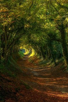 a dirt road surrounded by trees and leaves