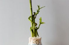 a vase filled with white and blue sand next to a green bamboo plant on top of a wooden table